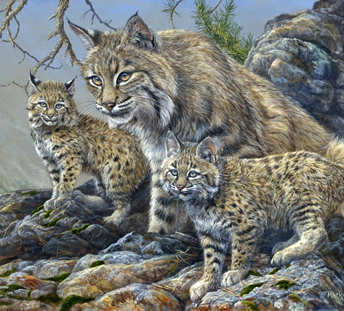 High-country-bobcats-2