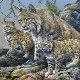 High Country Bobcats