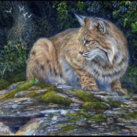 Bobcat And Bluebells