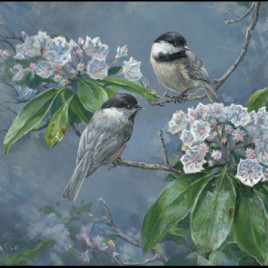 Chickadees
