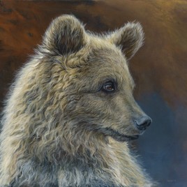 Young Grizzly