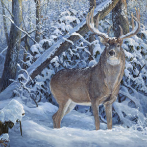 moshannon-deer