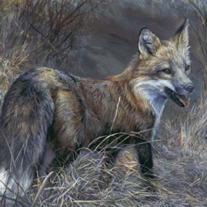 swampfox