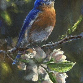 Bluebird