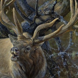 Fallen Timber Elk