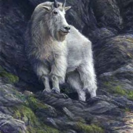 The Highlander