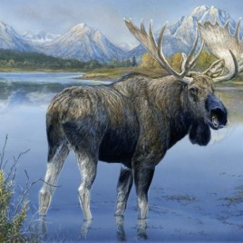 Teton Moose
