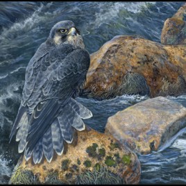 “Acadia Peregrine”