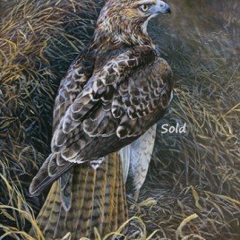 Young Huntress