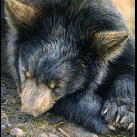Sleepy Bear