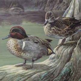 Otter Creek Teal