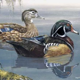 Wood Ducks