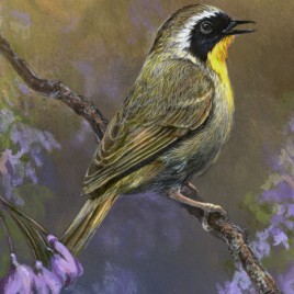 Yellow Warbler