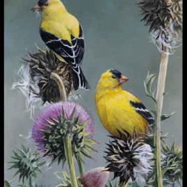Gold Finch and Thistle