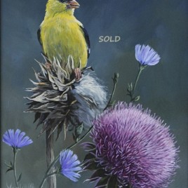 Chickory And Thistle