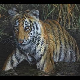 “Global Warming” Young Tiger
