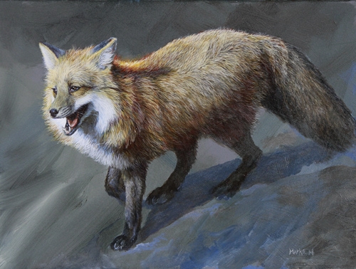 fox-graysnow