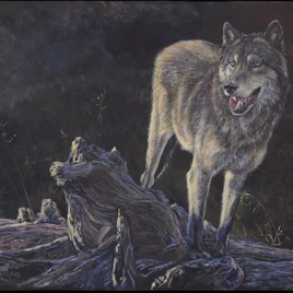 Evening Light Wolf