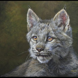 Mesmerized Lynx