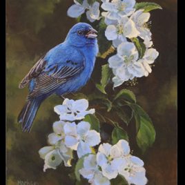 Indigo Bunting