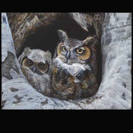 Sycamore Sanctuary Owls