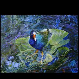 Purple Gallinule
