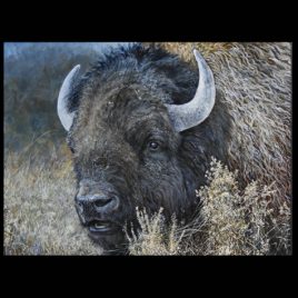 Up Close Bison