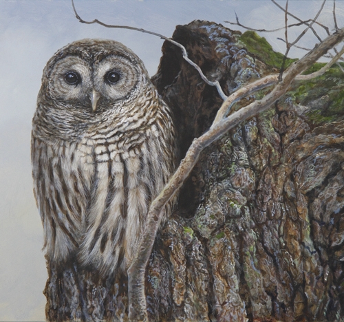 barred owl