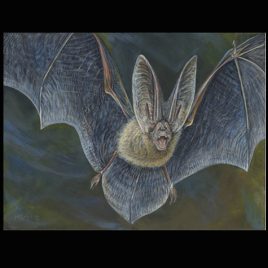 Ozark Big Eared Bat
