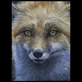 Eye Candy-Red Fox