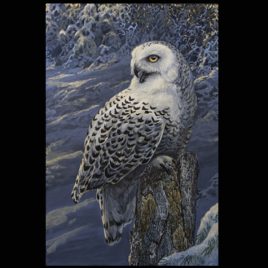 Snowy Watch