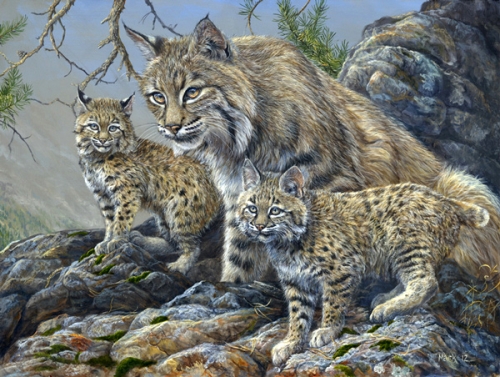 High-country-bobcats-2