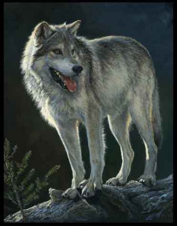 Wolf Hunting At Night Archives - Laura Mark-finberg