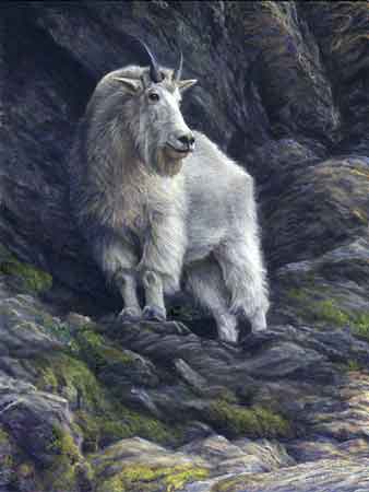 highlander