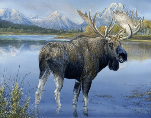 Teton Moose - Laura Mark-Finberg