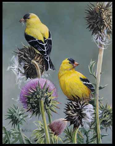 goldfinch and thistle