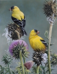 goldfinches2014_FB