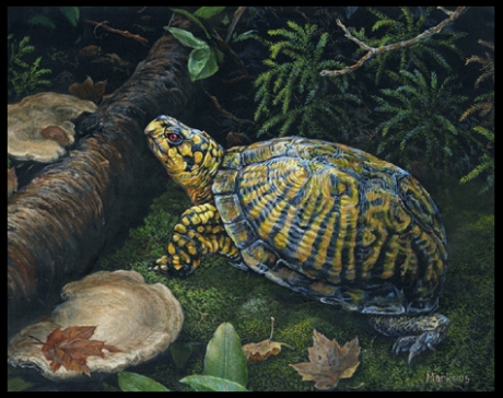 turtle-prime